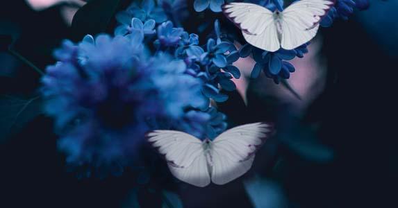 2013年你的生肖运势被麦玲玲说中了吗? 2013年你的生肖运势被麦玲玲说中了吗?