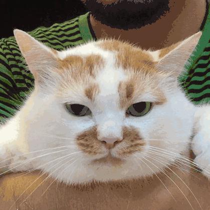 你家猫主子冲你眨眼是几个意思？