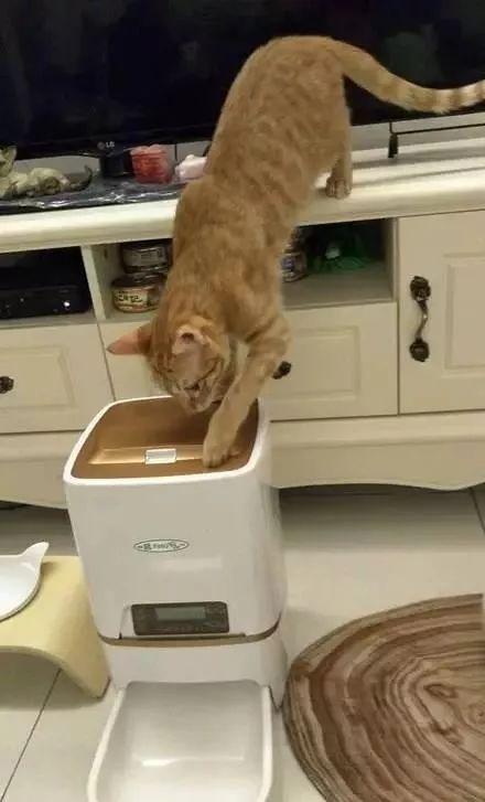 自动喂食器真的能让猫咪按时吃饭吗？