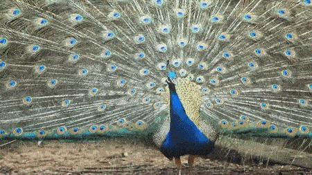 母猫屁股带血真是来大姨妈？