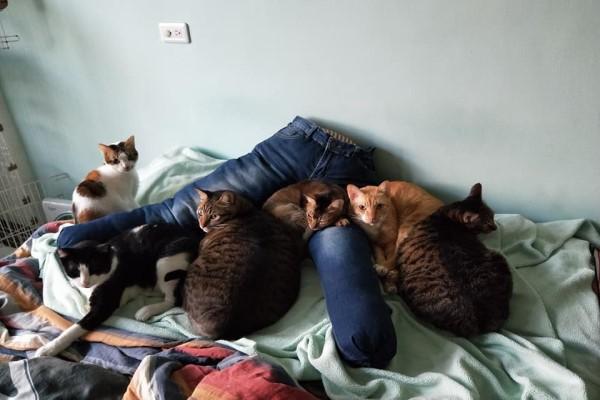 为什么你的猫咪总爱霸占抱枕？