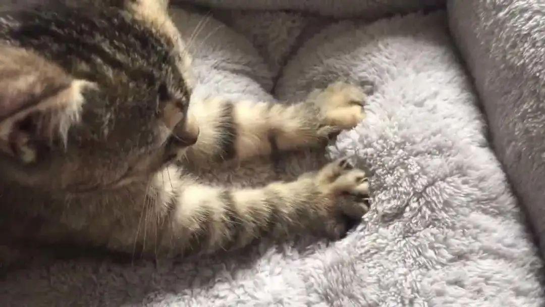 猫咪不踩奶真的是性格缺陷吗? 猫咪不踩奶真的是性格缺陷吗?