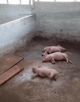 为什么你的阿利总在团战秒躺？