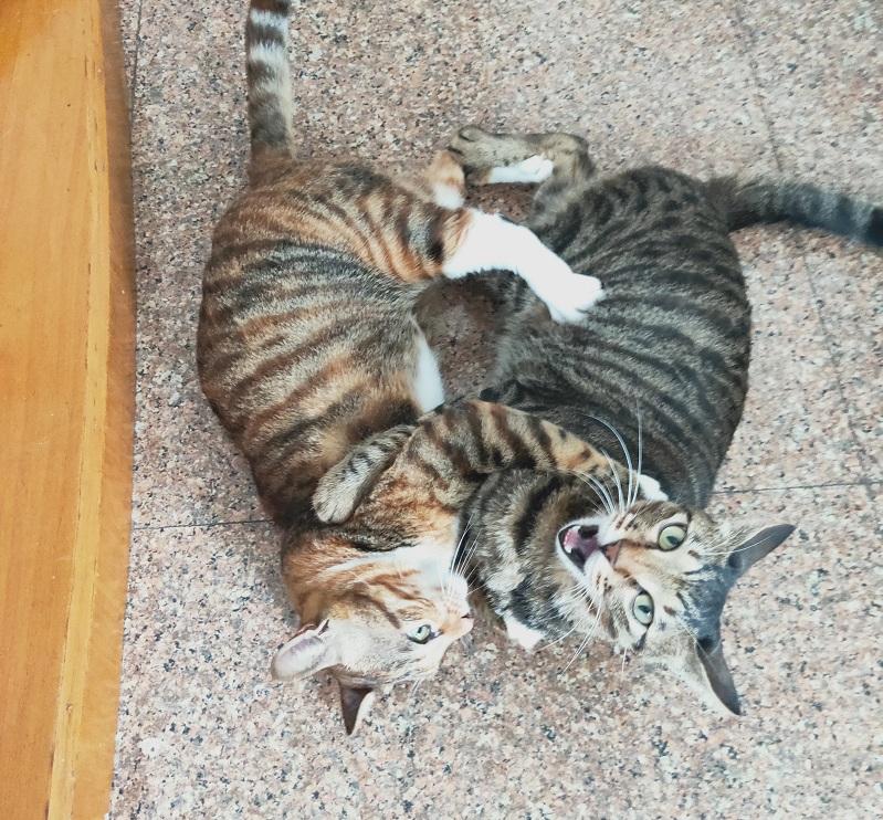 猫咪打架怎么办？新手铲屎官必看化解攻略