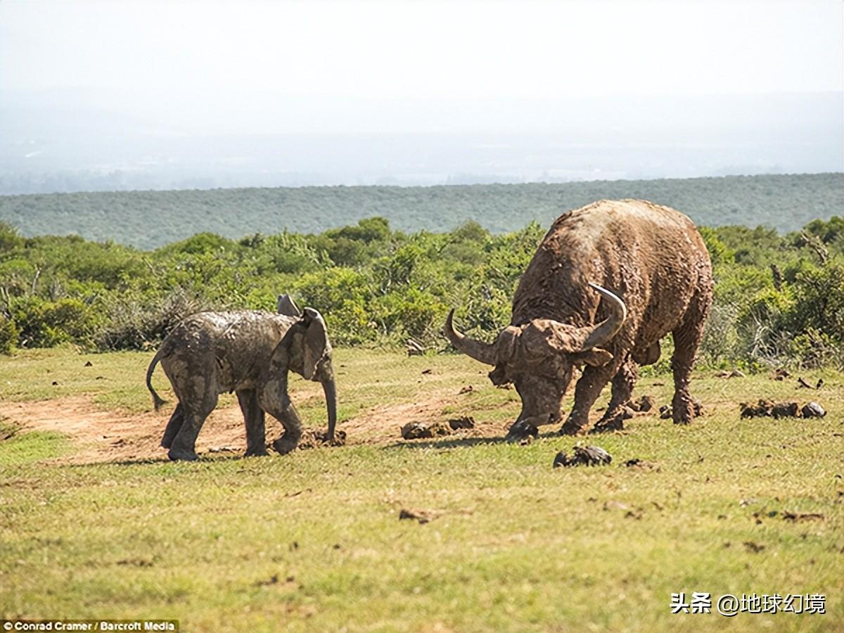猫咪突然变水牛？小心这些隐藏的健康警报！