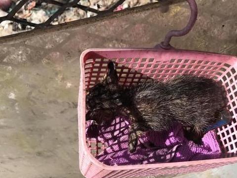 小奶猫到底多大才能断奶? 小奶猫到底多大才能断奶?