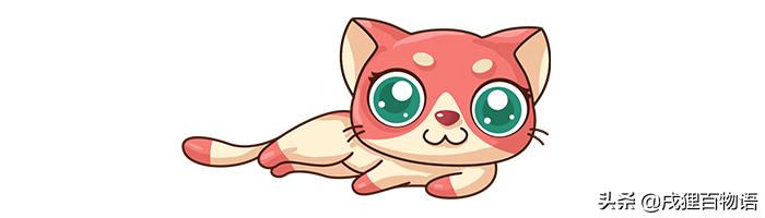 猫咪耳螨真的会传染给人类吗？