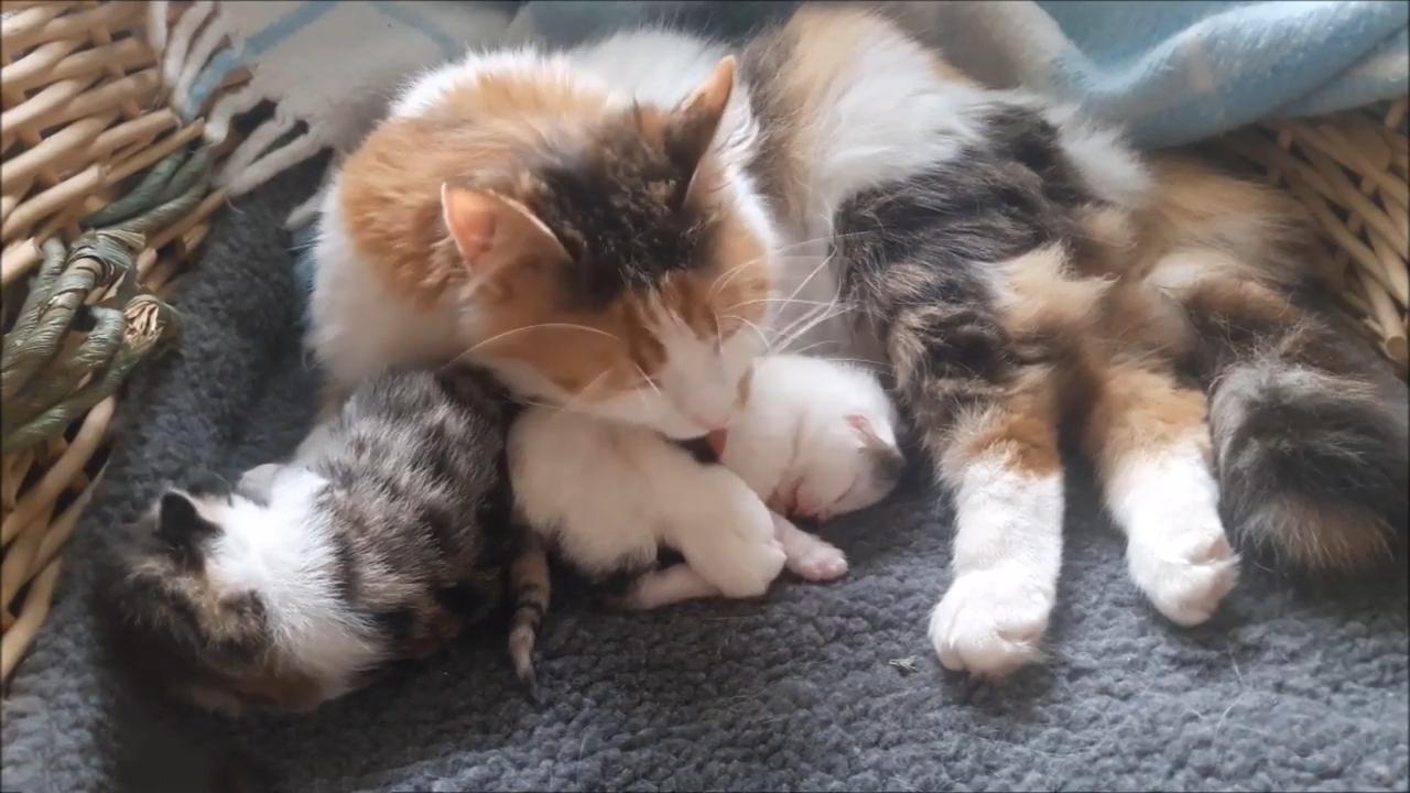 为什么别人的猫咪头像总比你萌? 为什么别人的猫咪头像总比你萌?