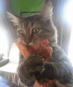 猫咪为什么宁可饿肚子也不碰米饭？