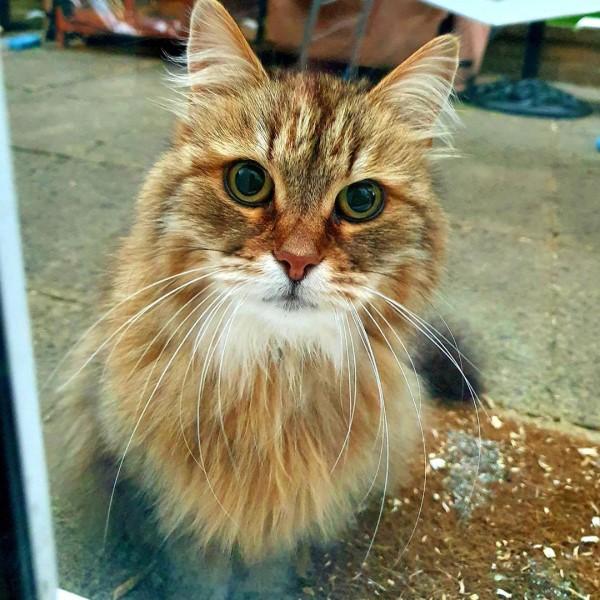 猫咪项圈非得买大牌吗？