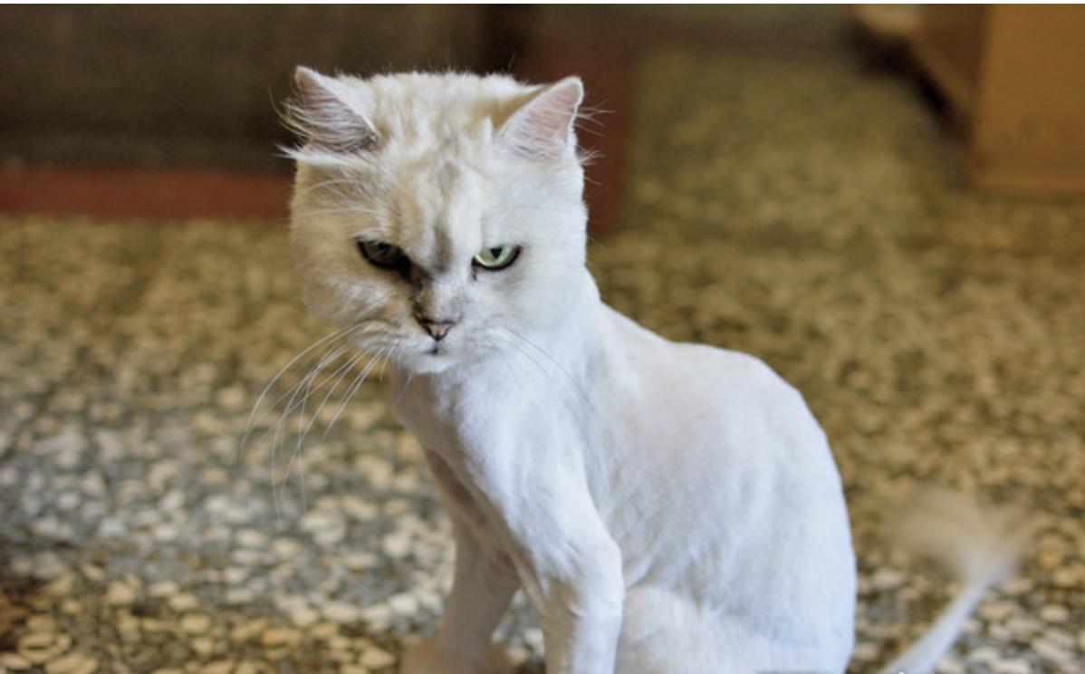 主子疯狂啃纸箱是饿疯了还是犯傻？