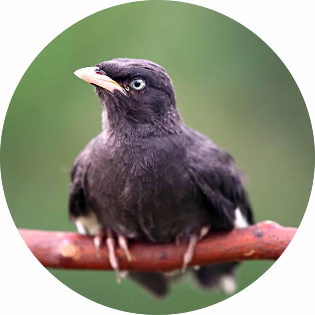 你家猫咪突然变得黏人又贪吃？是不是怀孕了？