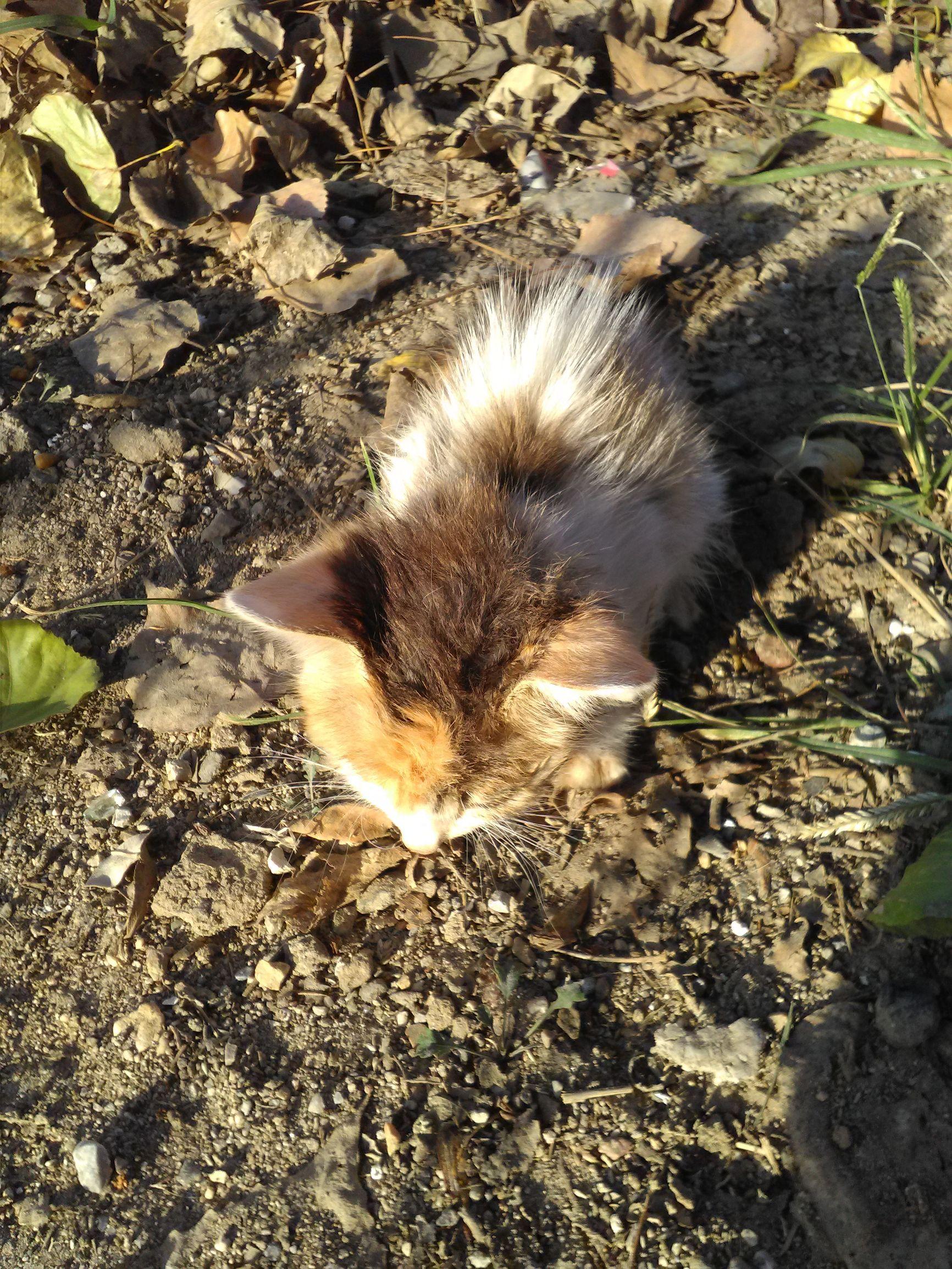 刚捡到一个月大的小奶猫该怎么办? 刚捡到一个月大的小奶猫该怎么办?