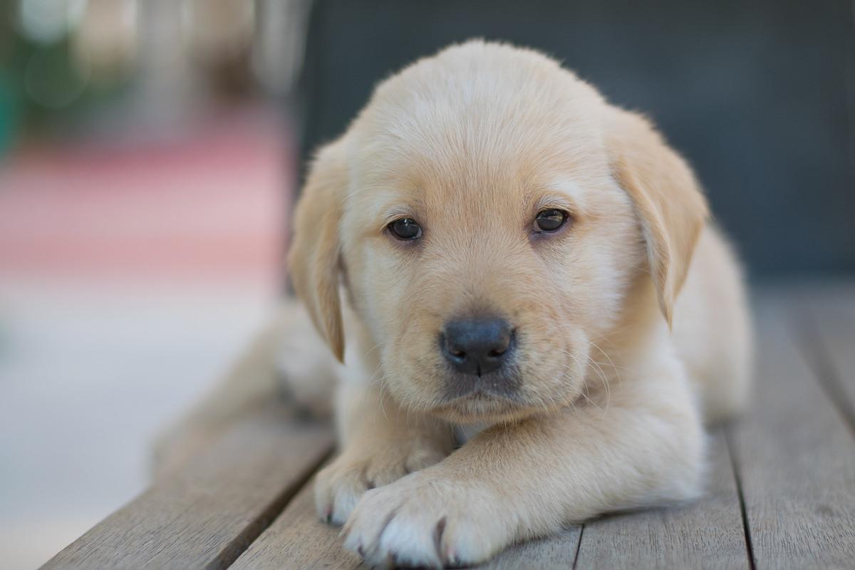 小奶猫天天打喷嚏是着凉还是生病了? 小奶猫天天打喷嚏是着凉还是生病了?