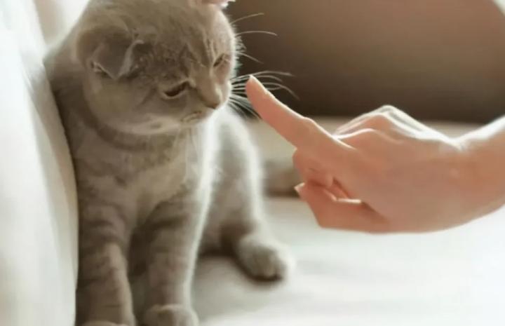 主子洗澡就炸毛？铲屎官究竟该怎么做？