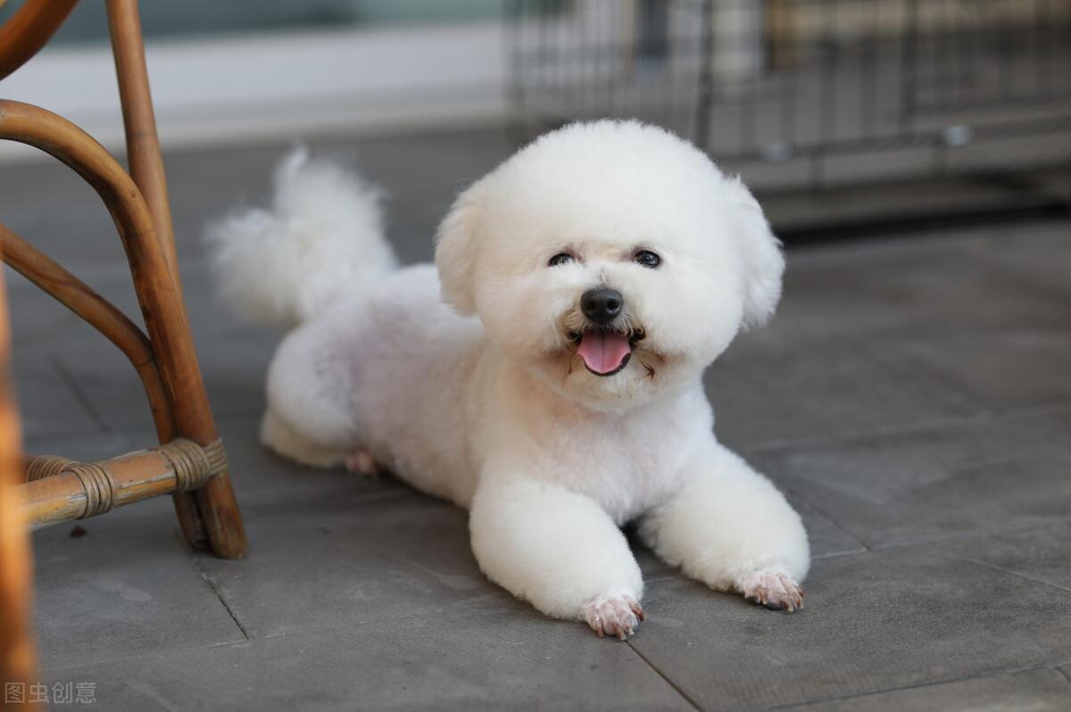 属猪人真的会吃婚姻的苦吗？