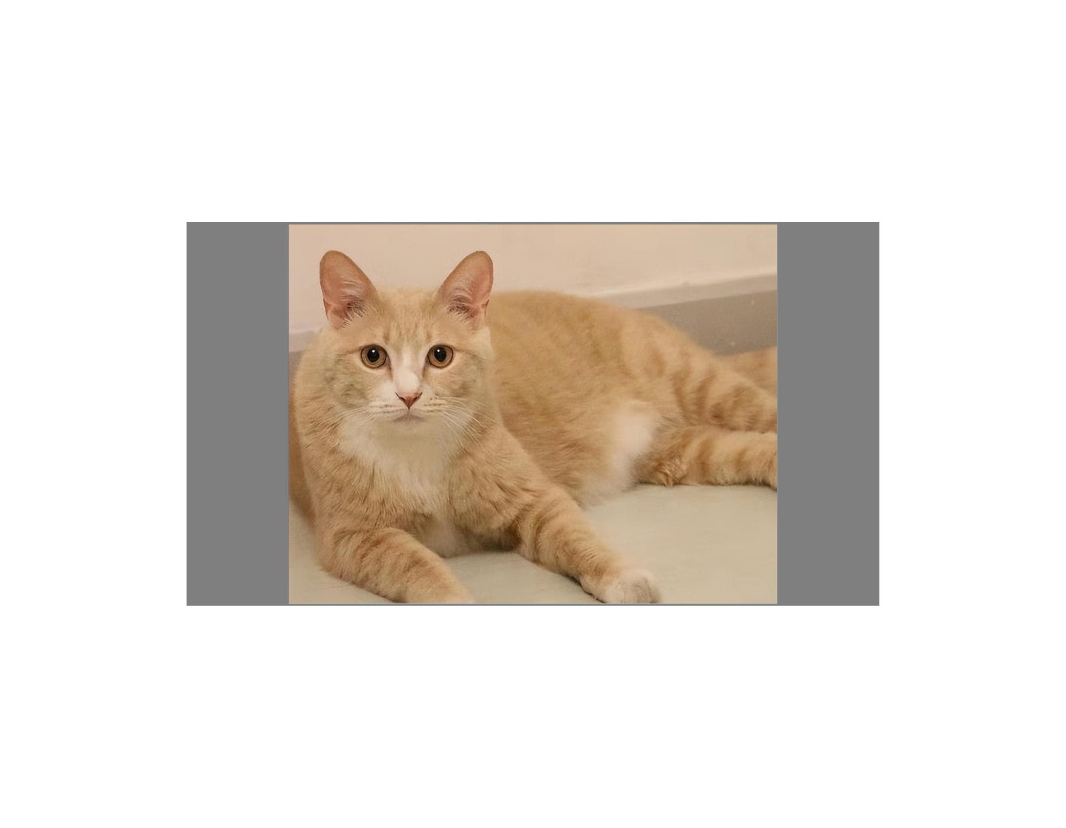 一岁猫咪到底该怎么养? 一岁猫咪到底该怎么养?