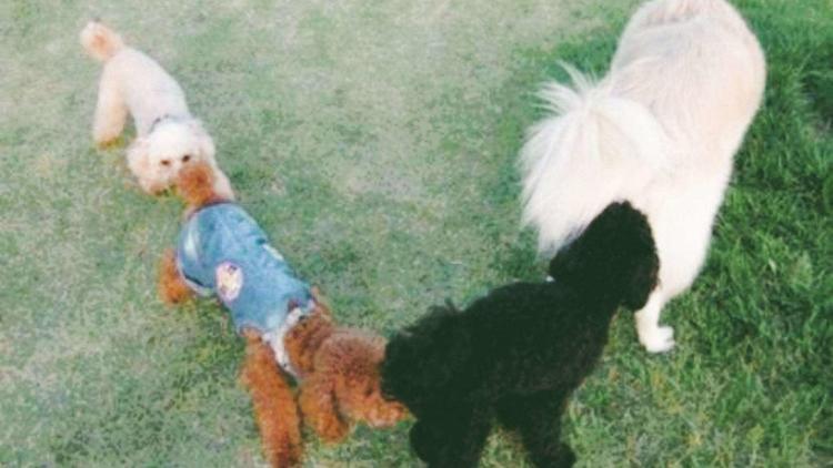 猫咪交配时为什么要咬住对方脖子？