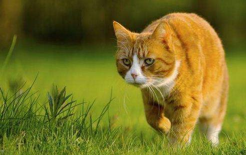 猫咪吃飞蛾会中毒吗？