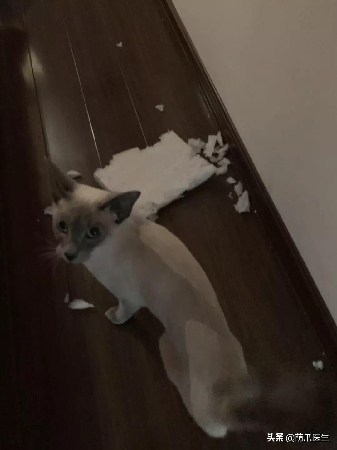 你家猫主子的屎真的正常吗？