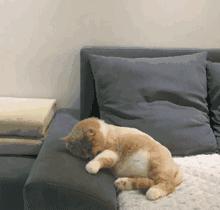 梦见打死狗暗示什么？