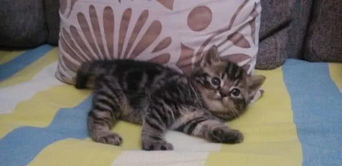 刚到家的小奶猫到底该叫啥名? 刚到家的小奶猫到底该叫啥名?