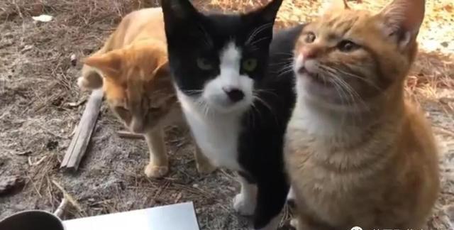 加猫咪群真的能治好你家猫的怪毛病吗？