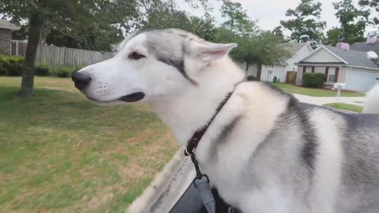 新手铲屎官必看：猫咪生病会传染全家吗？