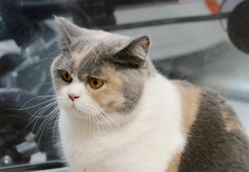 短腿猫到底有多难养？