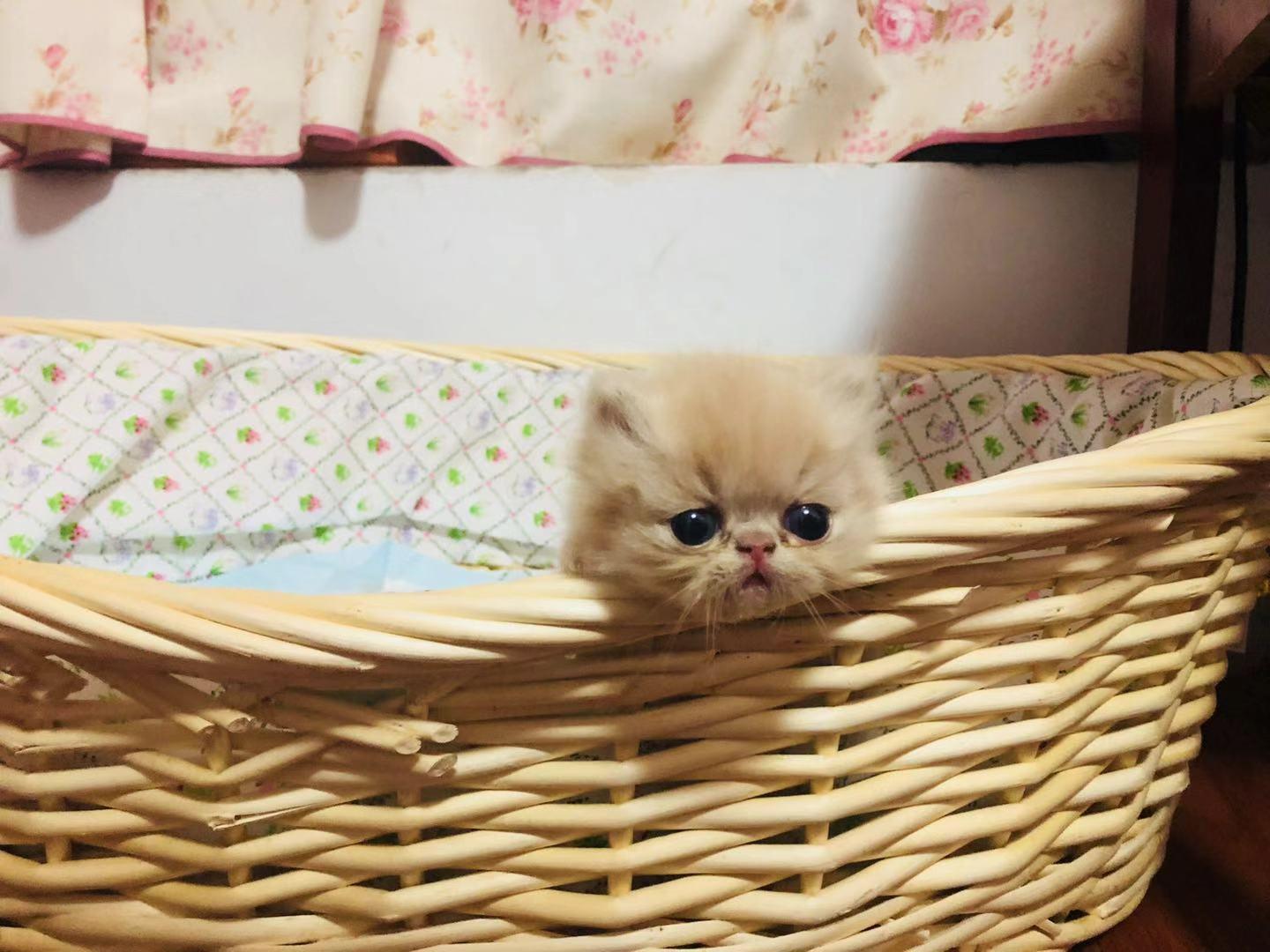 猫咪软件能帮你解决哪些养猫难题？