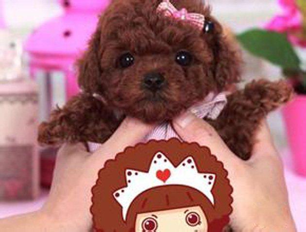 新手铲屎官如何把猫咪养成软萌棉花糖？