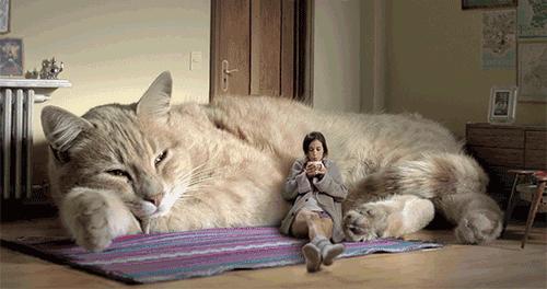 猫咪眼睛发红还流眼泪?这可能是上火信号! 猫咪眼睛发红还流眼泪?这可能是上火信号!