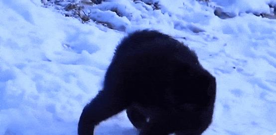 猫咪吃飞蛾会中毒吗？