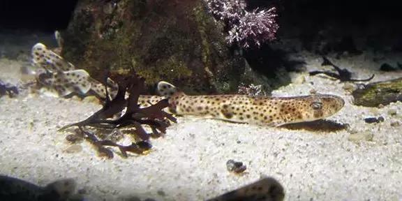 猫咪瞳孔突然变细线究竟在暗示什么？