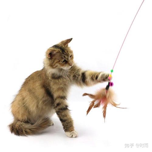 力帆520论坛深度解析，车主真实评价与用车技巧分享