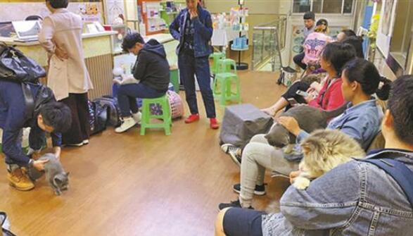 你家猫咪能当献血英雄吗?这些知识铲屎官必须知道! 你家猫咪能当献血英雄吗?这些知识铲屎官必须知道!