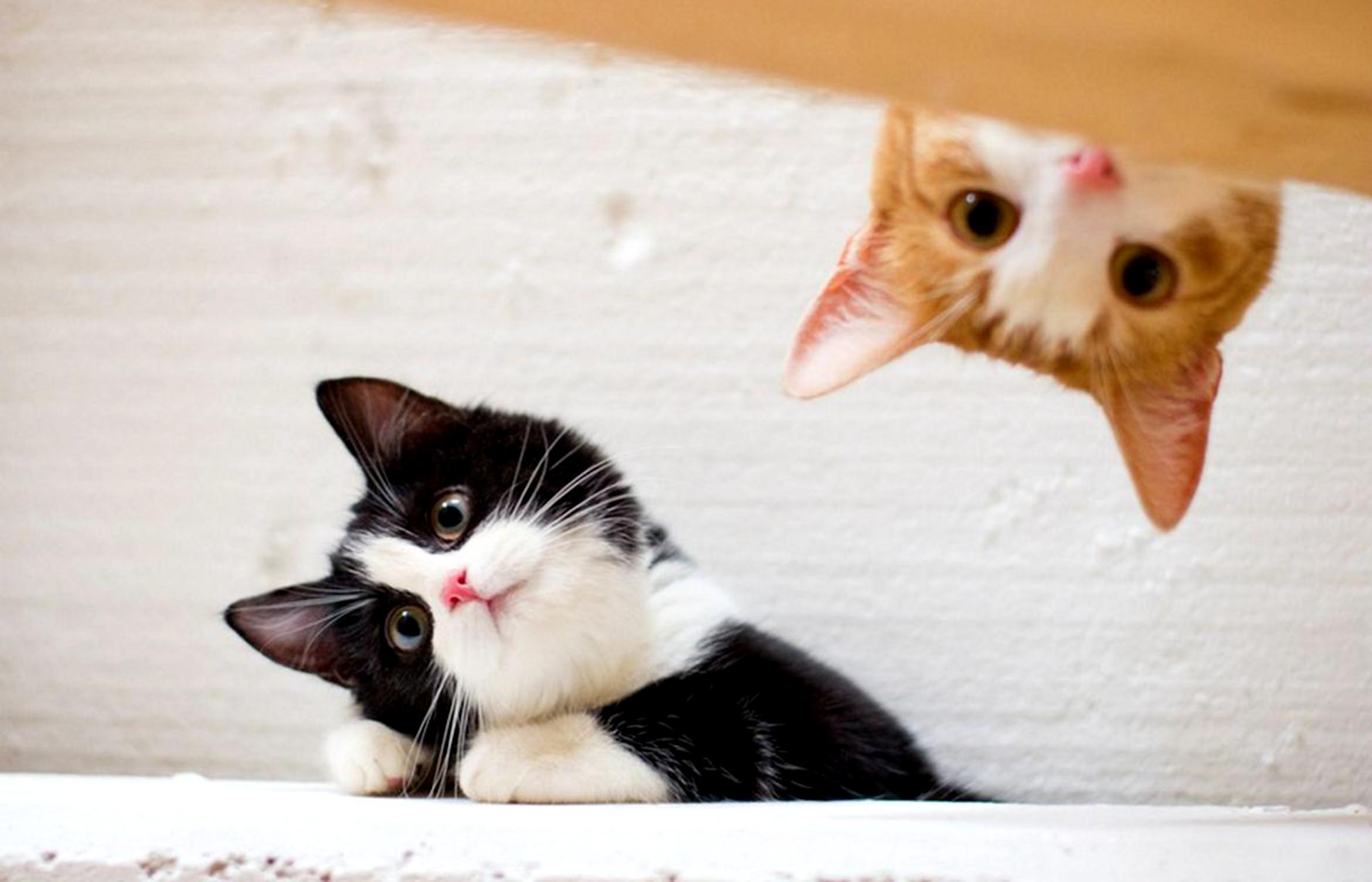 志俊1.8真的是新手小白的避坑指南吗? 志俊1.8真的是新手小白的避坑指南吗?