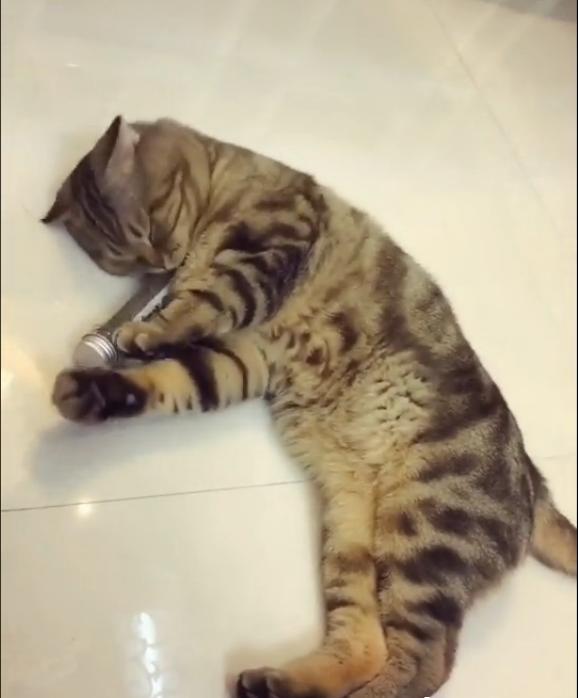 猫咪突然走路打飘是吃坏肚子了吗？