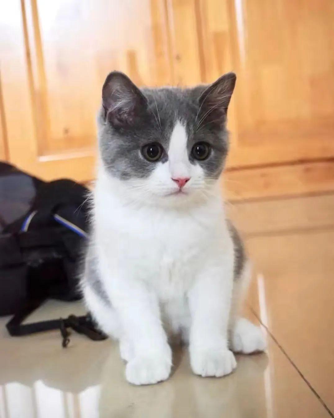 猫咪突然秃了一块？可能是脓皮症在作祟！