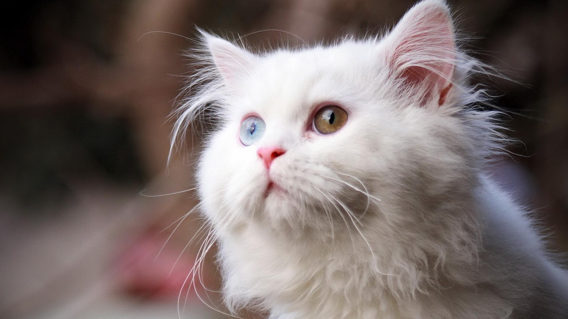 猫咪打喷嚏喷出血丝会死吗？