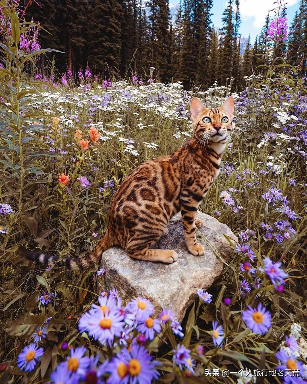 为什么别人的手机总比你萌?高清猫片获取指南来啦! 为什么别人的手机总比你萌?高清猫片获取指南来啦!