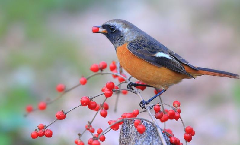 花好月圆到底指的是哪个生肖? 花好月圆到底指的是哪个生肖?