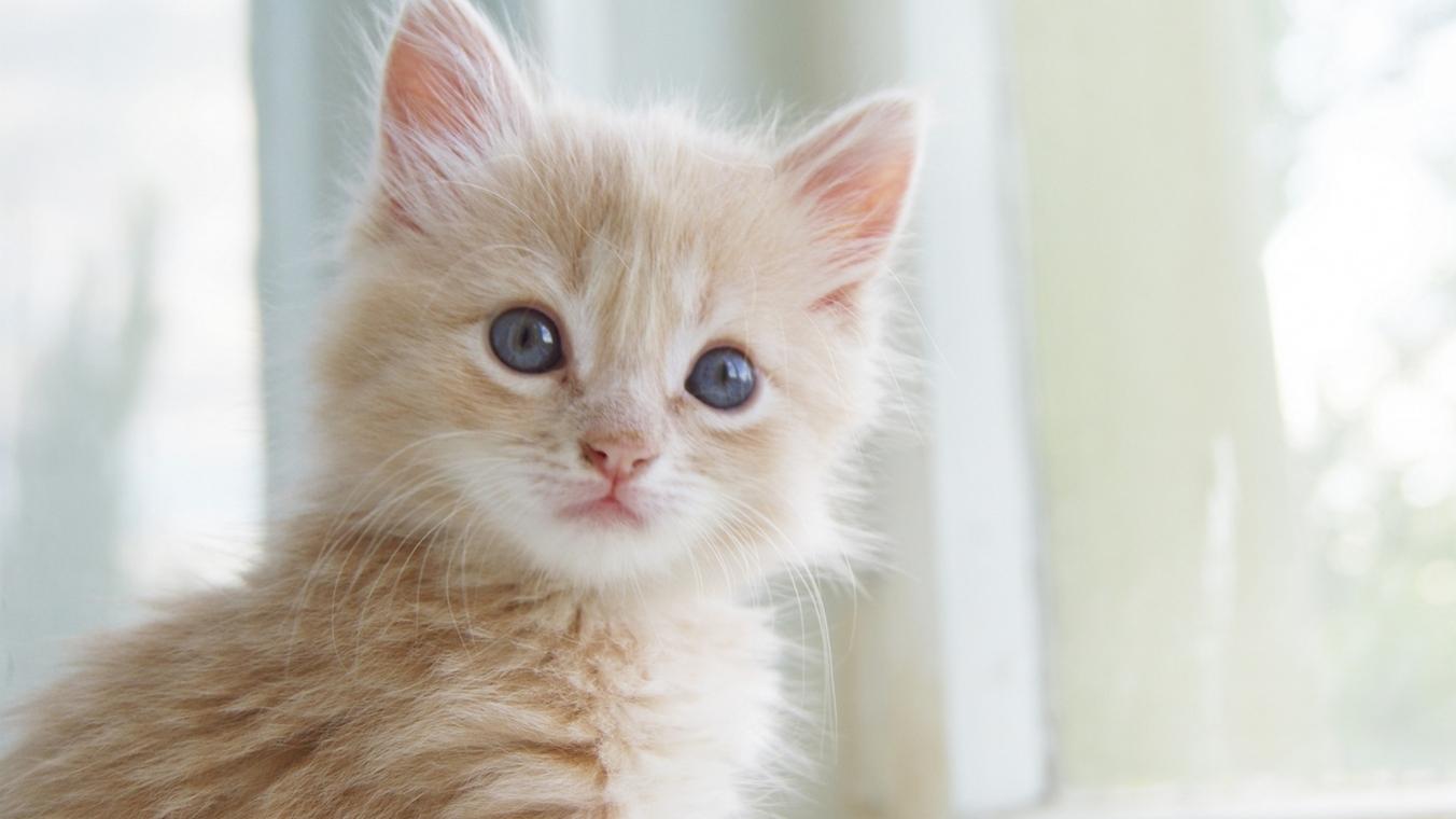 为什么大眼睛猫咪的图片让人忍不住保存？