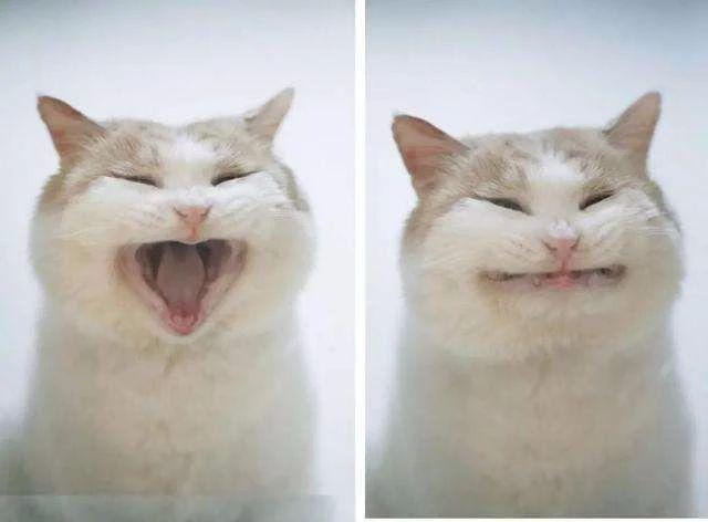 给猫咪做B超到底有没有必要？