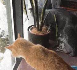 养猫不疫苗，钱包两行泪？