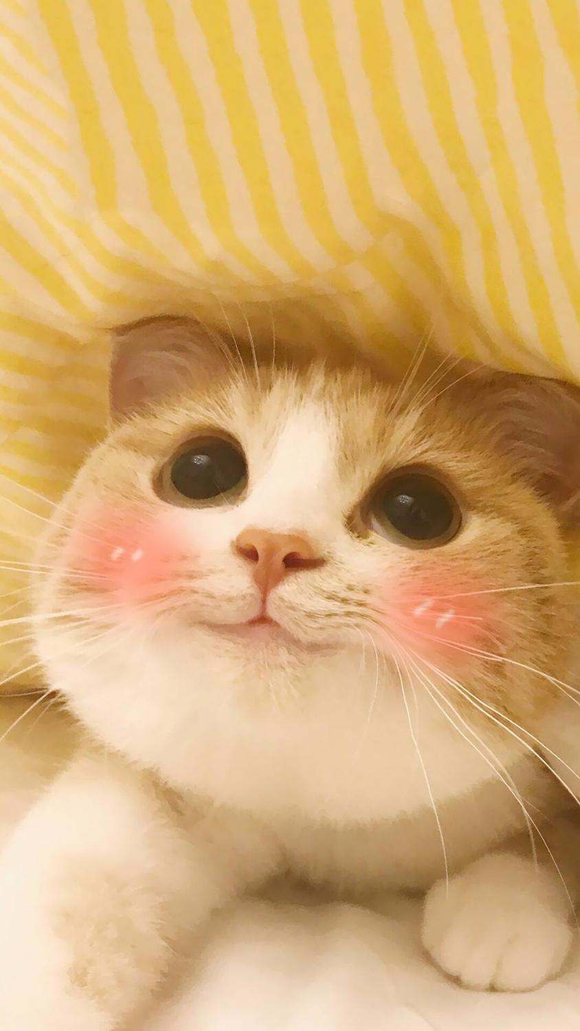 你家猫主子总吃不胖怎么办？