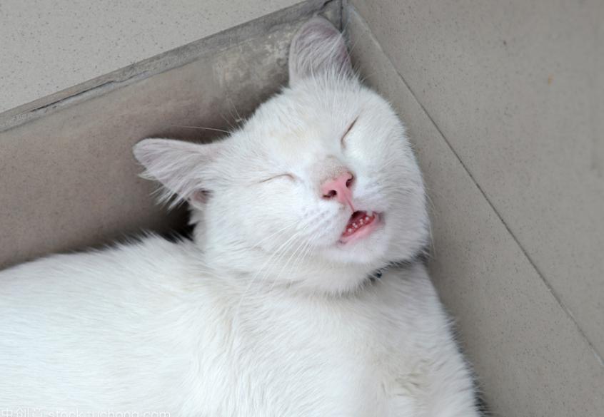 猫咪的睡姿真的能暴露小心思吗? 猫咪的睡姿真的能暴露小心思吗?