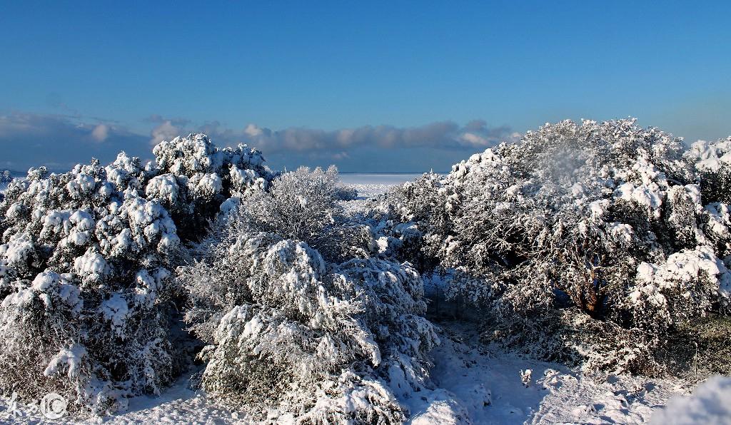 科西嘉人为何让法国又爱又恨？