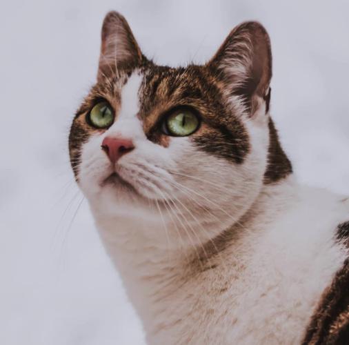 猫咪疫苗到底要打几针才安全? 猫咪疫苗到底要打几针才安全?