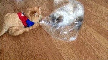 猫主子总啃塑料袋是在暗示什么? 猫主子总啃塑料袋是在暗示什么?